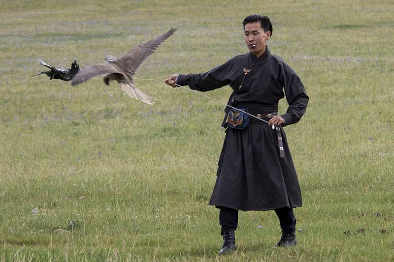 falcon training mongolia 